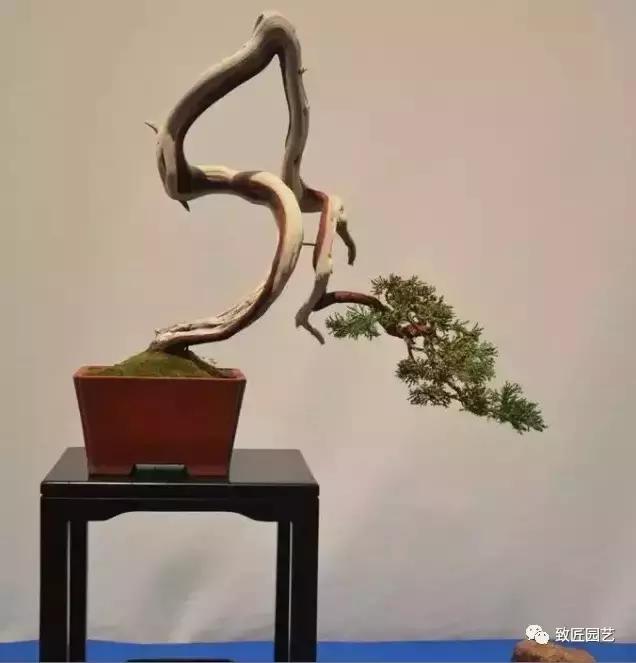 泰山松文人盆景,山松盆景100幅欣赏