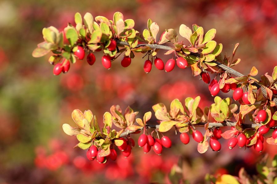 生日鲜花用哪几种花,代表友谊长存和生日快乐花语的花