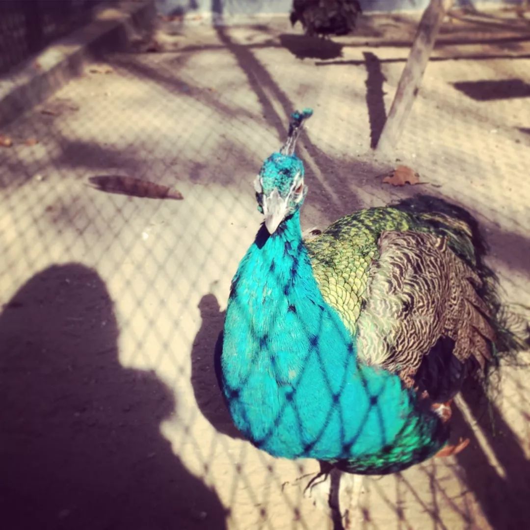 暴走咸阳15个小时，这15家美味店铺太太太好吃了