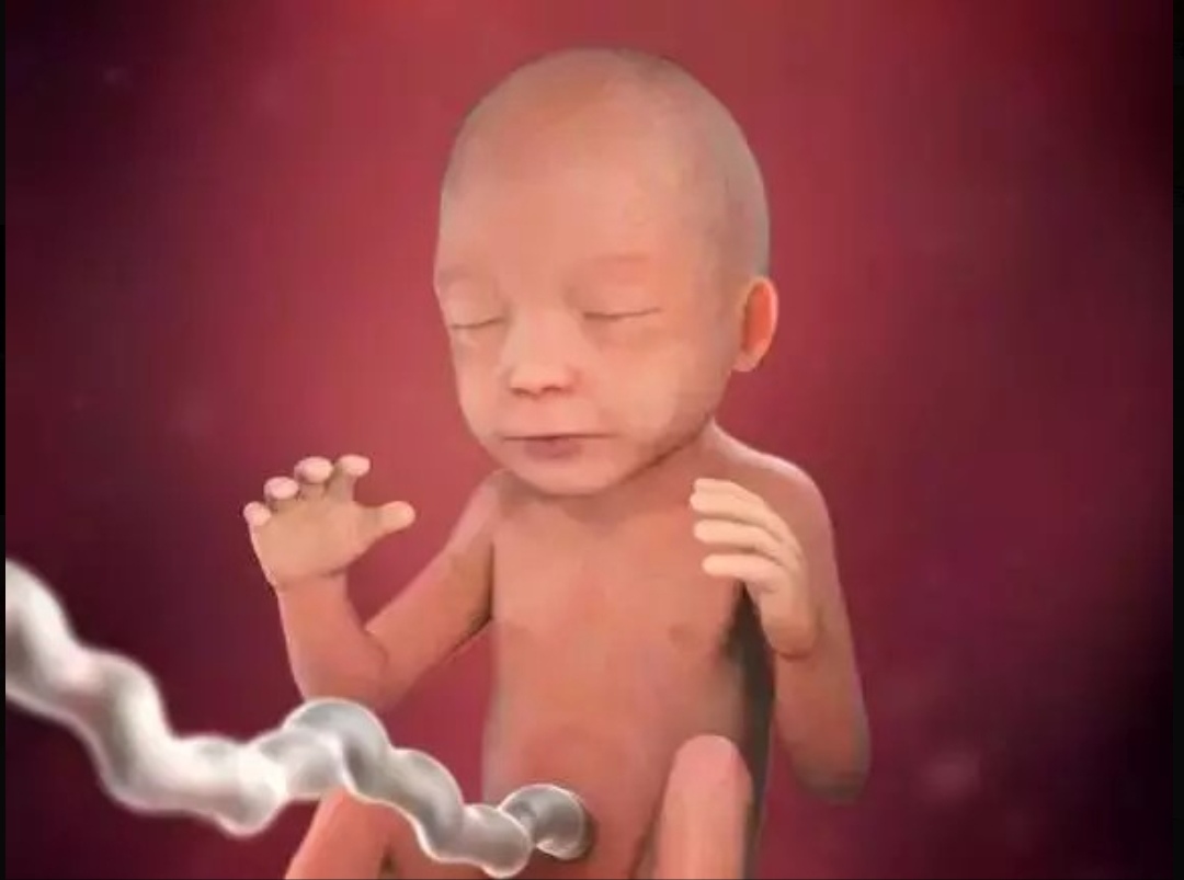 胎儿在肚子里发育的全过程照片,胎儿在肚子里的成长过程图片