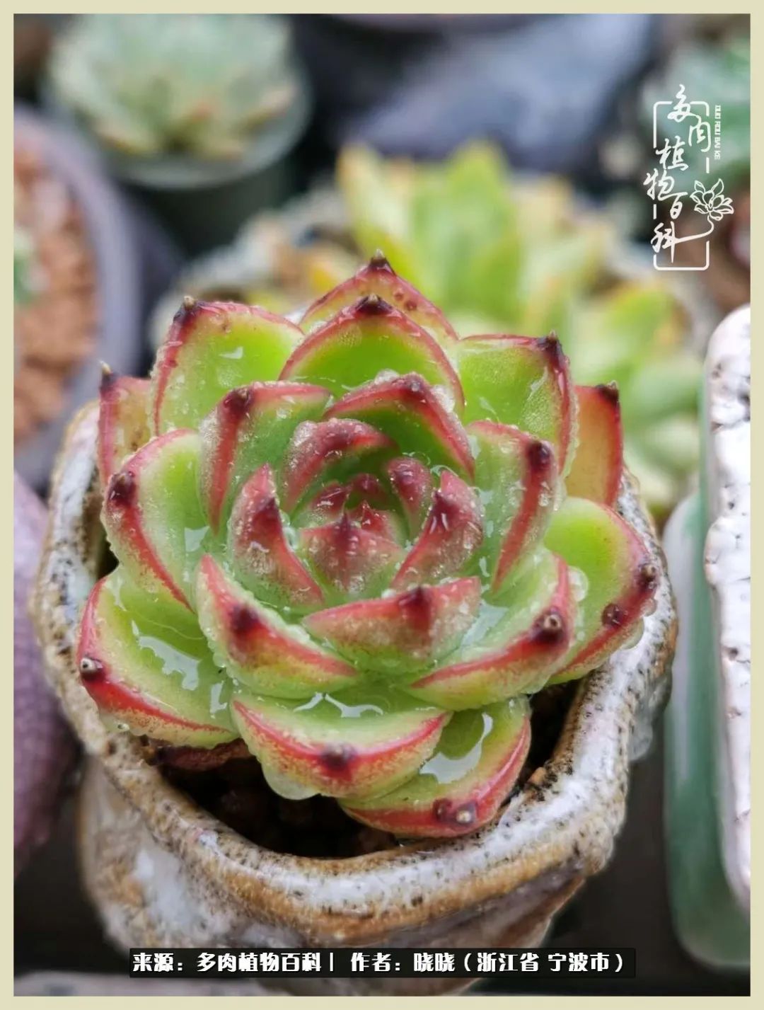 对多肉的热爱深入骨髓,当激情退却希望你依然保持热爱