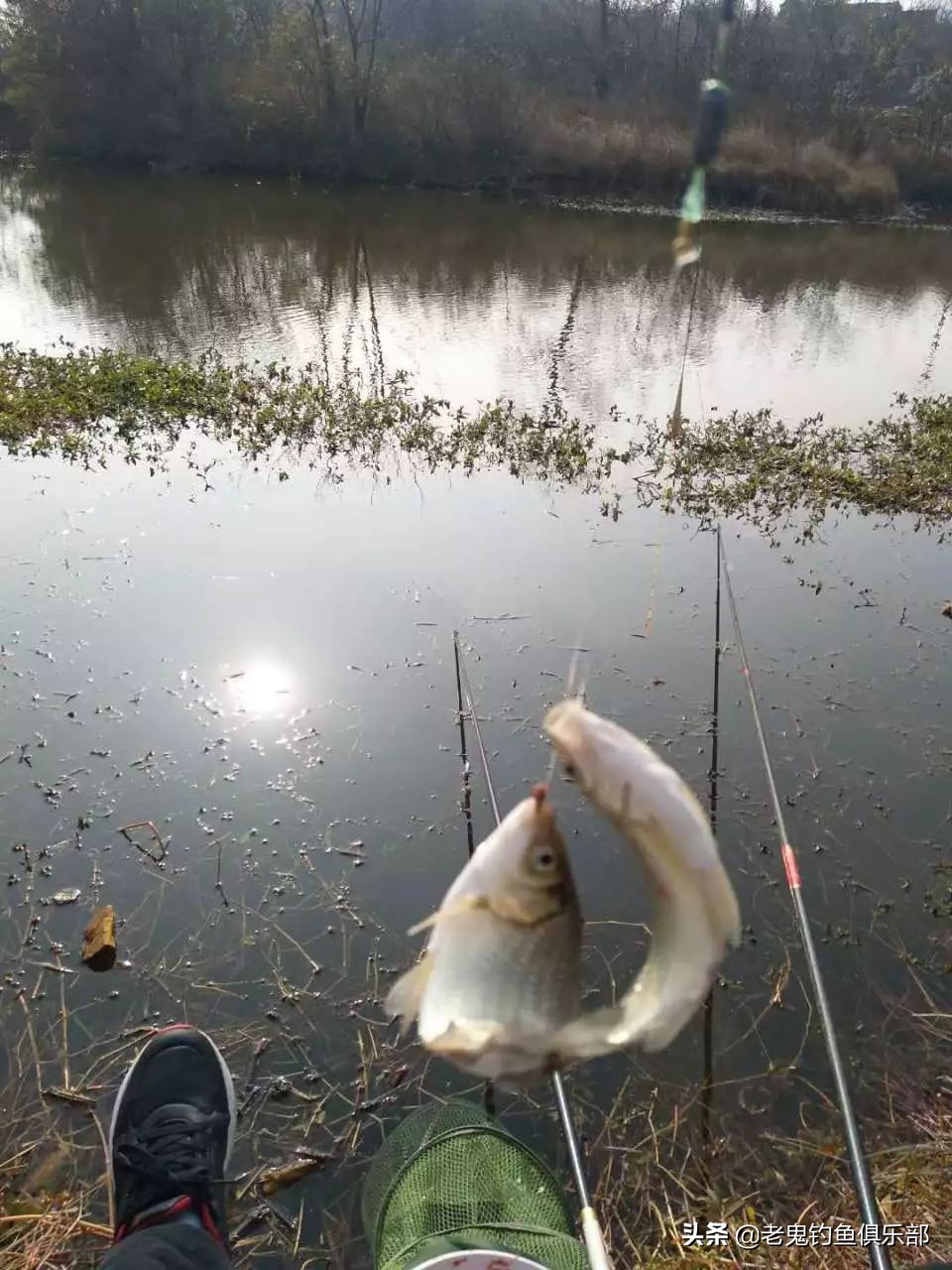 老鬼最经典鲫鱼饵料,老鬼饵料官方旗舰店大鲫大鲤