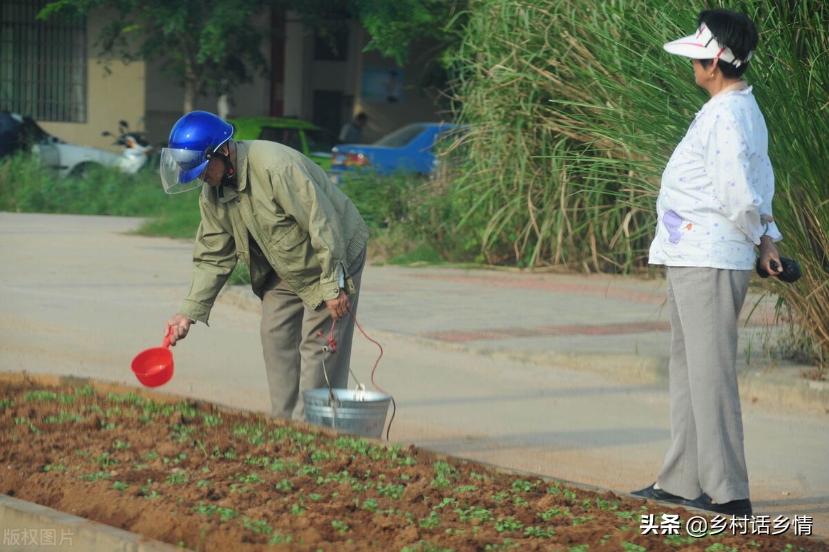 家里留下来的种菜方法，啥化肥也不用施，蔬菜高产还好吃
