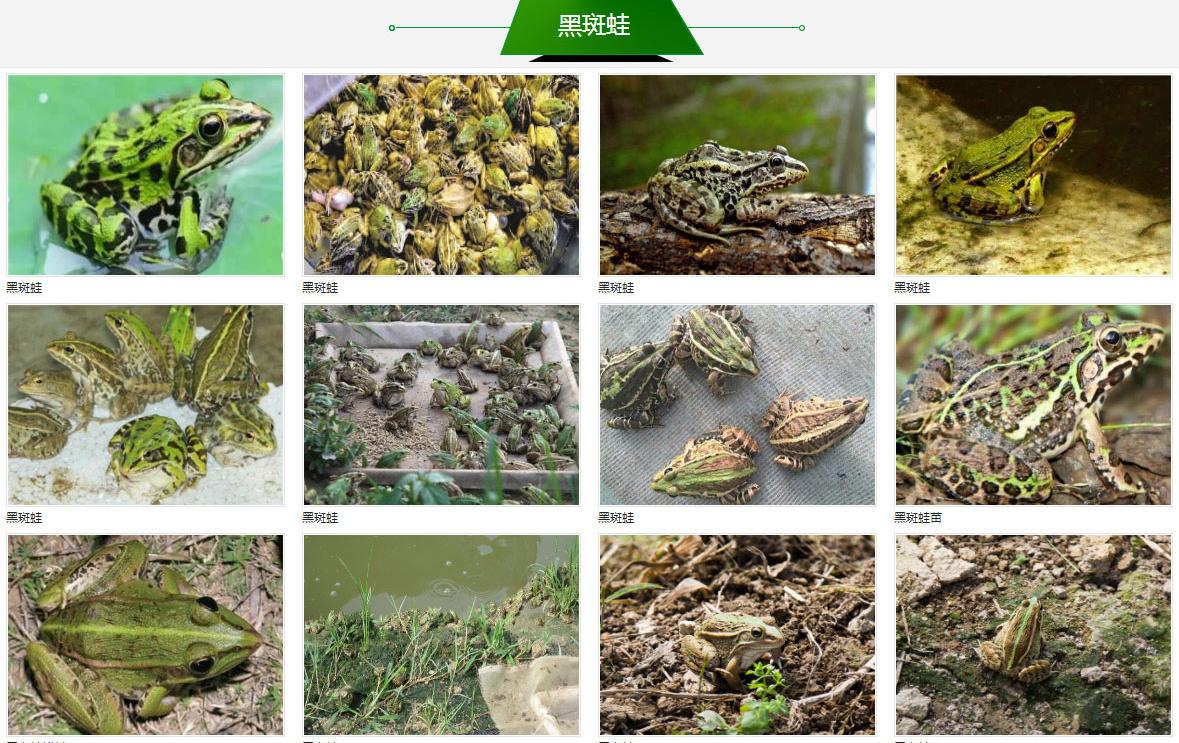 养殖青蛙的家常做法,新手养殖青蛙怎样入行