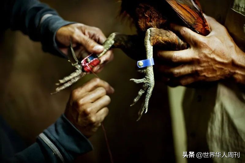 菲律宾斗鸡带刀杀死主人,一警察被公鸡刺死