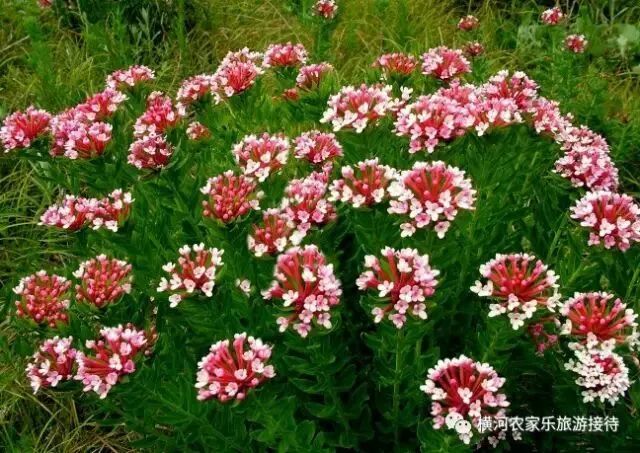 晋城市大草原,晋城大草原