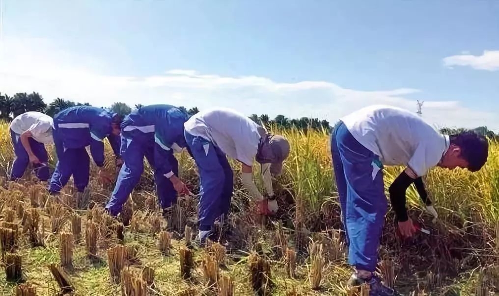 领航者课外教育,领航者素质教育