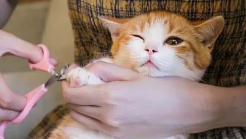 猫咪抓了一下主人一晚上没睡,主人被猫咪抓直流了一点血没事嘛