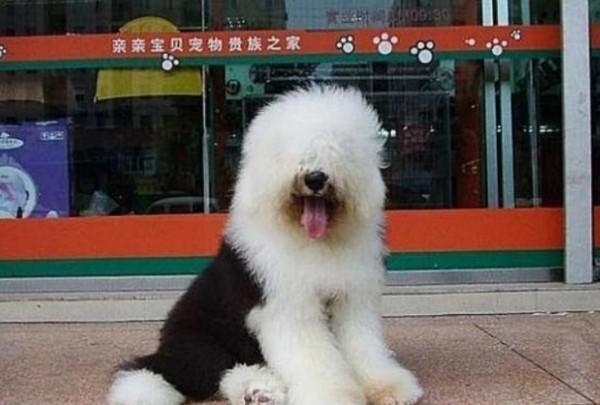 45种常见狗狗认几种主人,45种常见狗狗拉布拉多图片