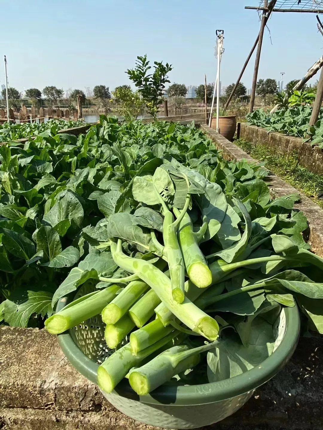 13000㎡运动餐厅，包足球场，打卡网红玻璃屋，集装箱，涂鸦楼梯