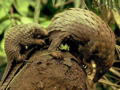 中华穿山甲的生存现状,关于中华穿山甲现在的情况