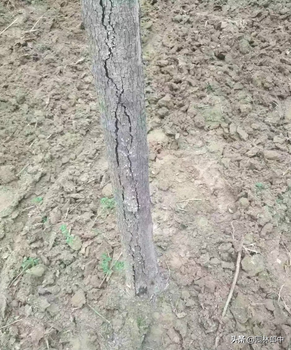 白蜡树秋季,白蜡观赏期