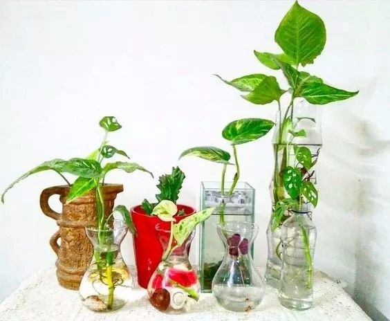 啥花都能养得好,啥花养三天就会死