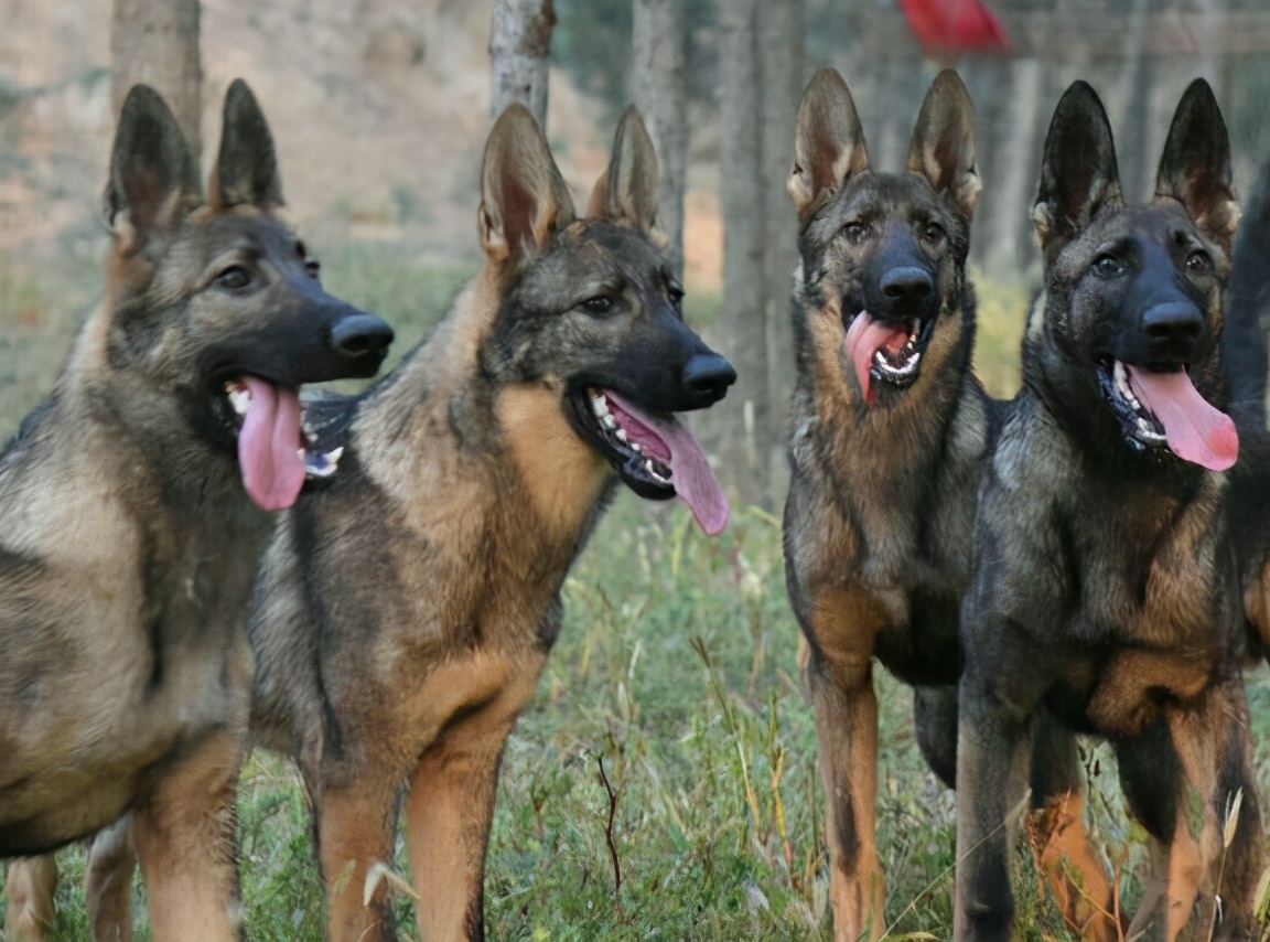 45种常见狗狗你能认出几种,超级金贵的狗狗你知道几种