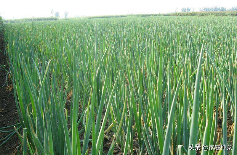 胡萝卜产生“佛手”,虽然看起来很漂亮,却可能导致植株提早死亡