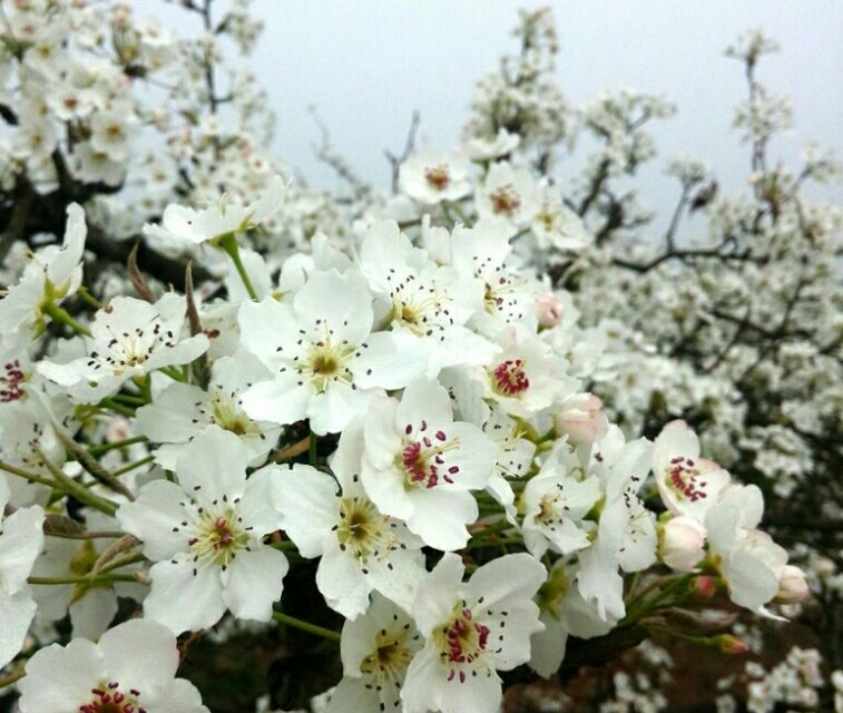 李白赞美大好河山的诗句,李白关于赞美梅花的诗句