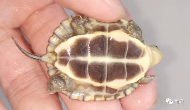 鉴赏花草模板,小青苗照片