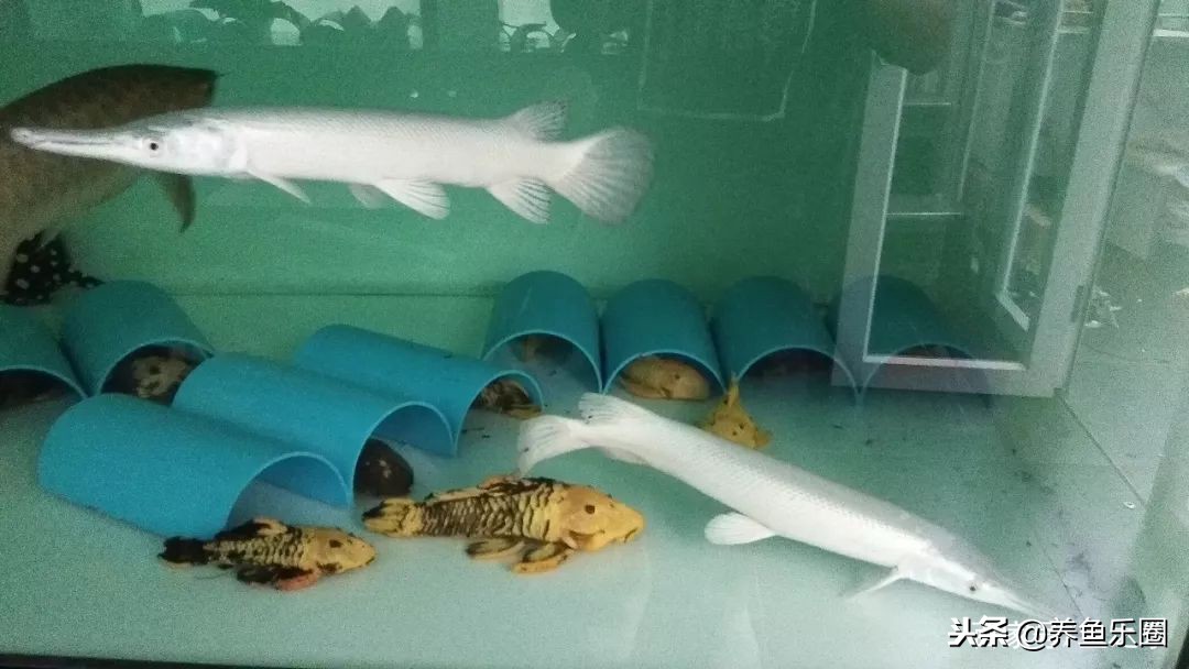 这位土豪家的渔场，光滤材就花了500多万，你确定不要见识一下？