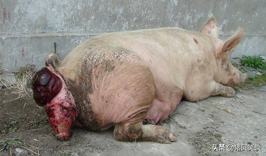 母猪子宫脱垂是什么原因,母猪临产子宫脱垂怎么办