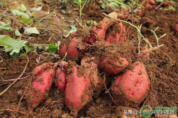 重茬红薯的病害怎样解决,红薯储藏期间病害症状