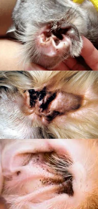 猫耳螨都把耳朵抓出血了怎么办,猫耳朵耳螨结块