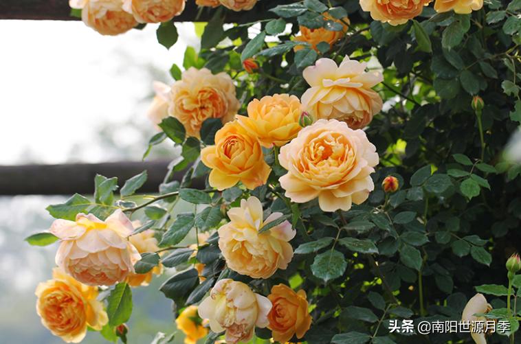 推荐几款好养花期长的月季,推荐8款高颜值月季