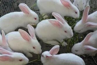 刚生出来的兔子注意事项,养宠物兔注意事项兔子怕凉吗