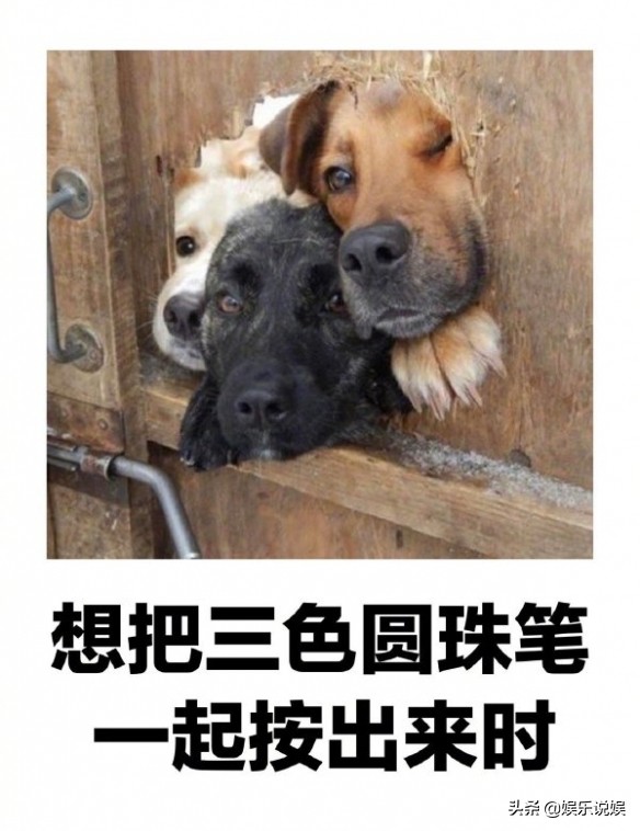 每日一笑，请问发骚门诊怎么走？大自然也好这口？纯白至臻小猫咪