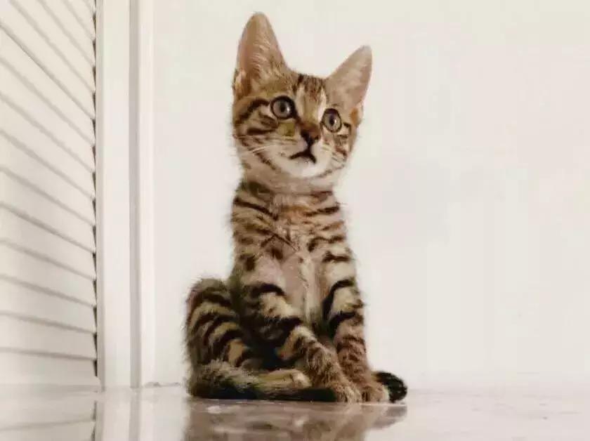 猫咪狗狗骨折了怎么办？扒一扒宠物“骨子里”的那些事