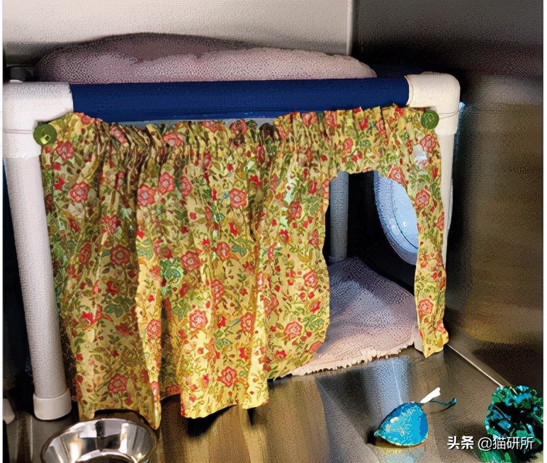 假期外出如何给猫咪找靠谱寄养,怎么找靠谱的猫咪寄养