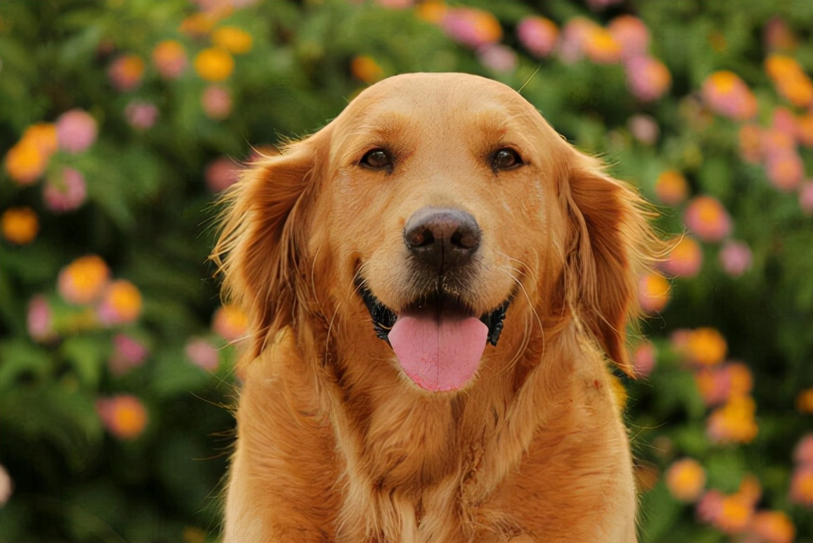 全国最受欢迎的10种狗狗,超级金贵的狗狗你知道几种