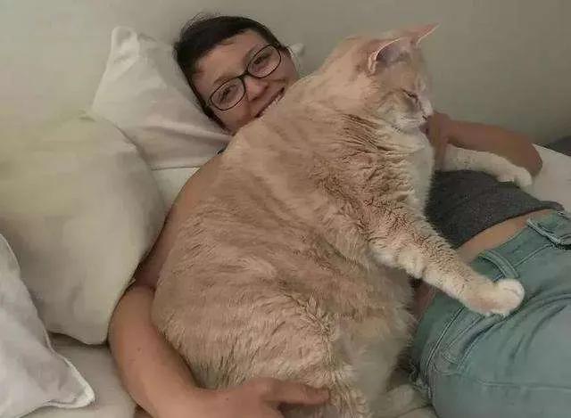 原来橘猫是从小就开始胖了,橘猫为什么可以长那么胖