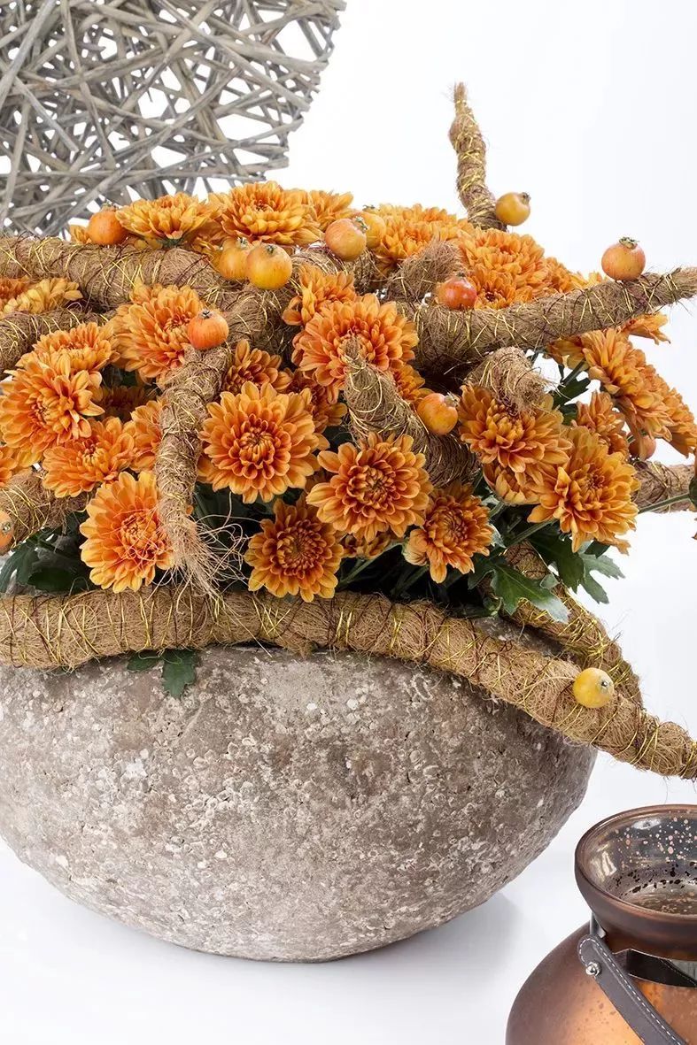 好看的切花菊推荐,好看好养的切花菊