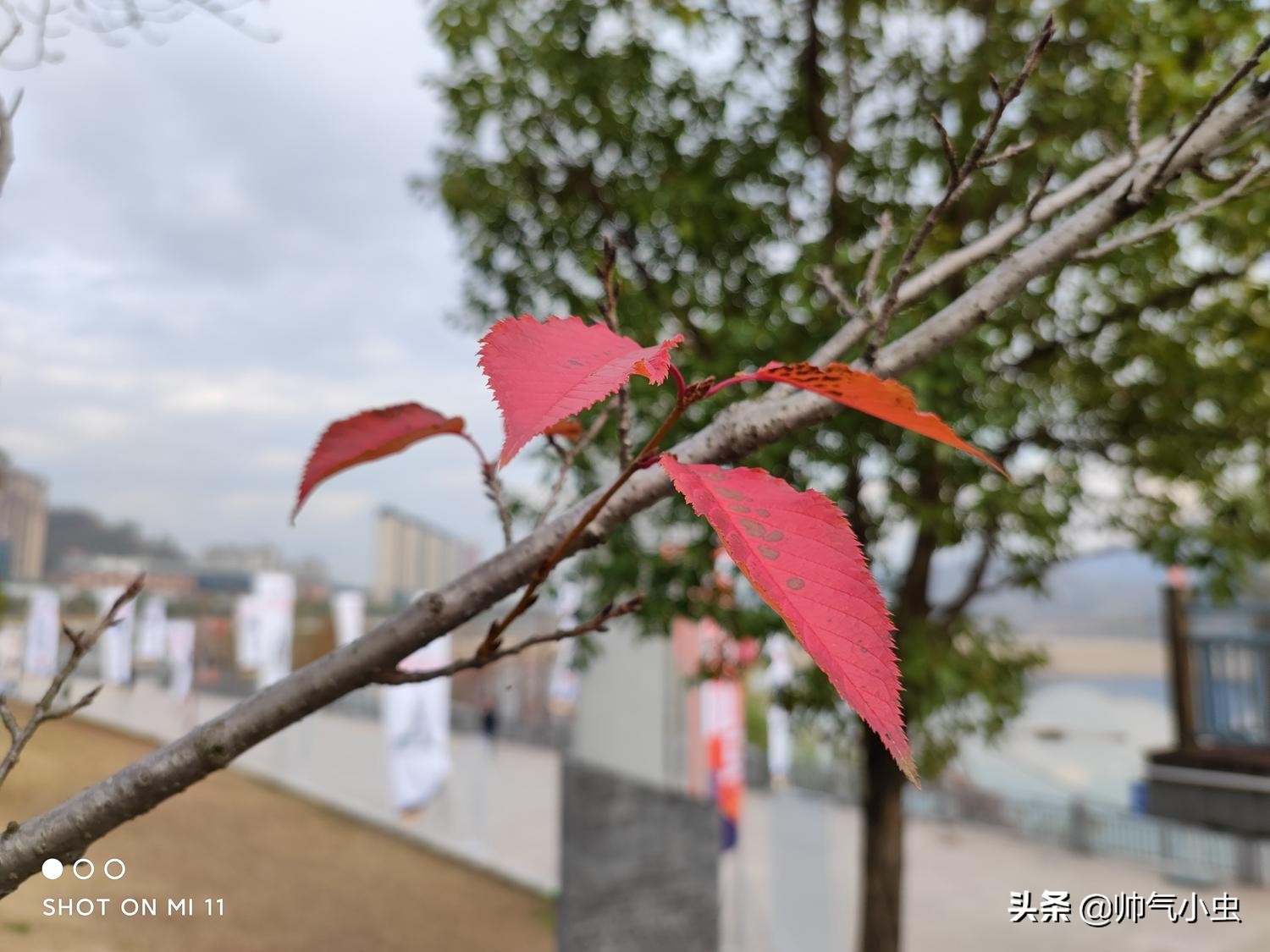 小米11优缺点评测视频,小米11用起来感觉怎么样