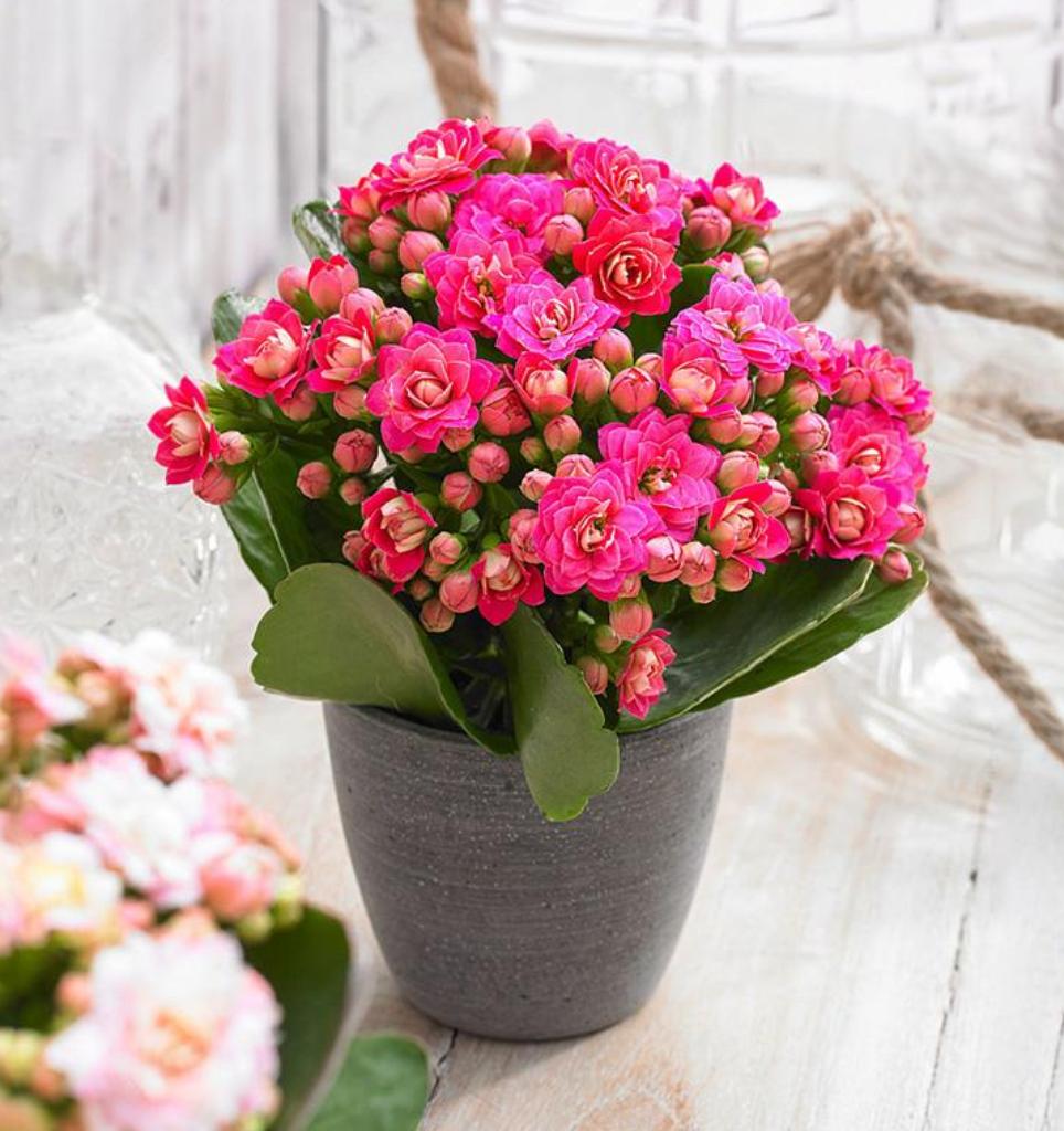 长寿花花苞枯萎了怎么救活,长寿花花枝发软是什么原因