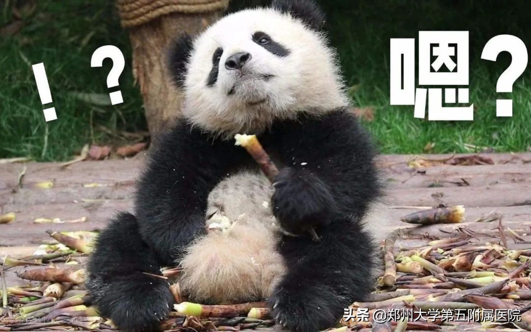 通用熊猫血问世,熊猫血人群输血不慌了