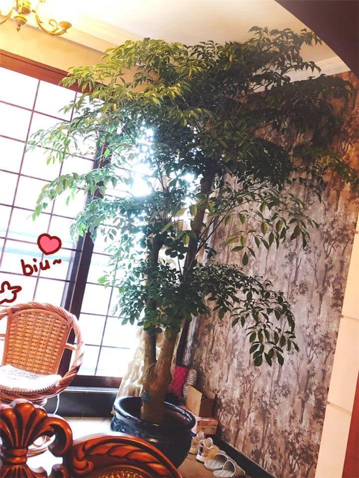 月季常见病害图解,月季枝干高花苞小怎么办