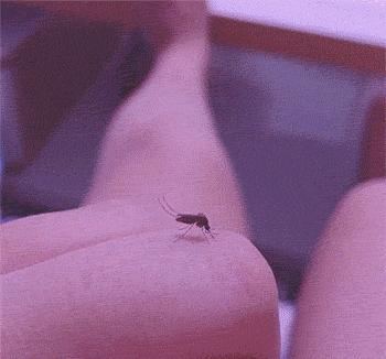 干掉蚊子的100种方法,消灭蚊子的100种方法第24种