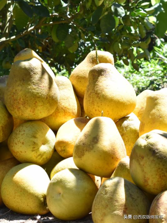 幸福打洛产业振兴路上瓜果飘香