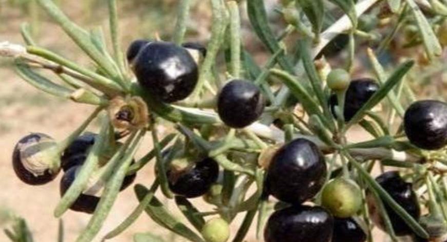 黑枸杞每亩投资成本,黑枸杞怎么区分野生和种植