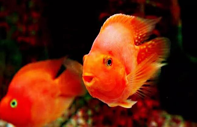 财神鱼哪种比较漂亮,起头财神鱼