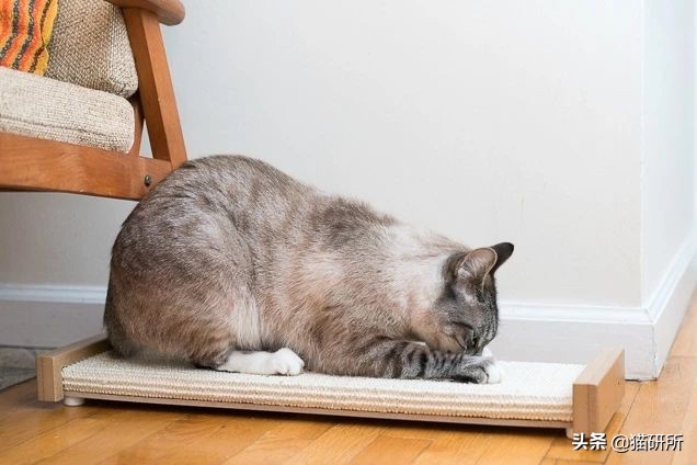 怎么防止猫抓板挠家具,怎样可以防止猫咪抓家具