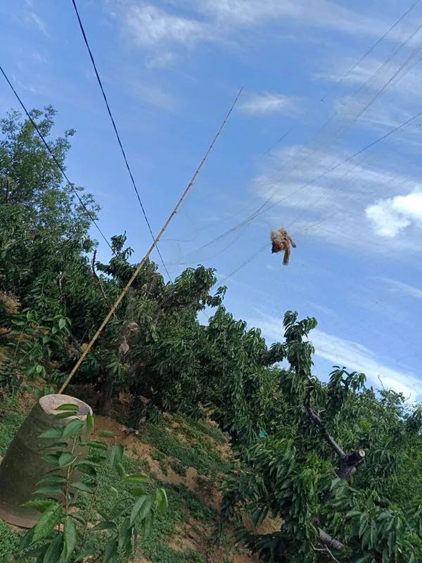 致敬大连社区志愿者,大连护鸟志愿者图片