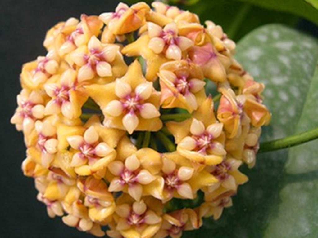 球兰开花的正确方法,球兰花开几天就败了