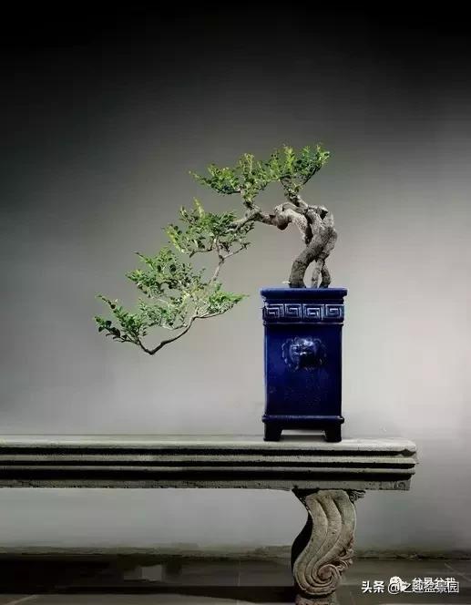 黑檀汁的养护方法,黑檀树的养殖方法和注意事项