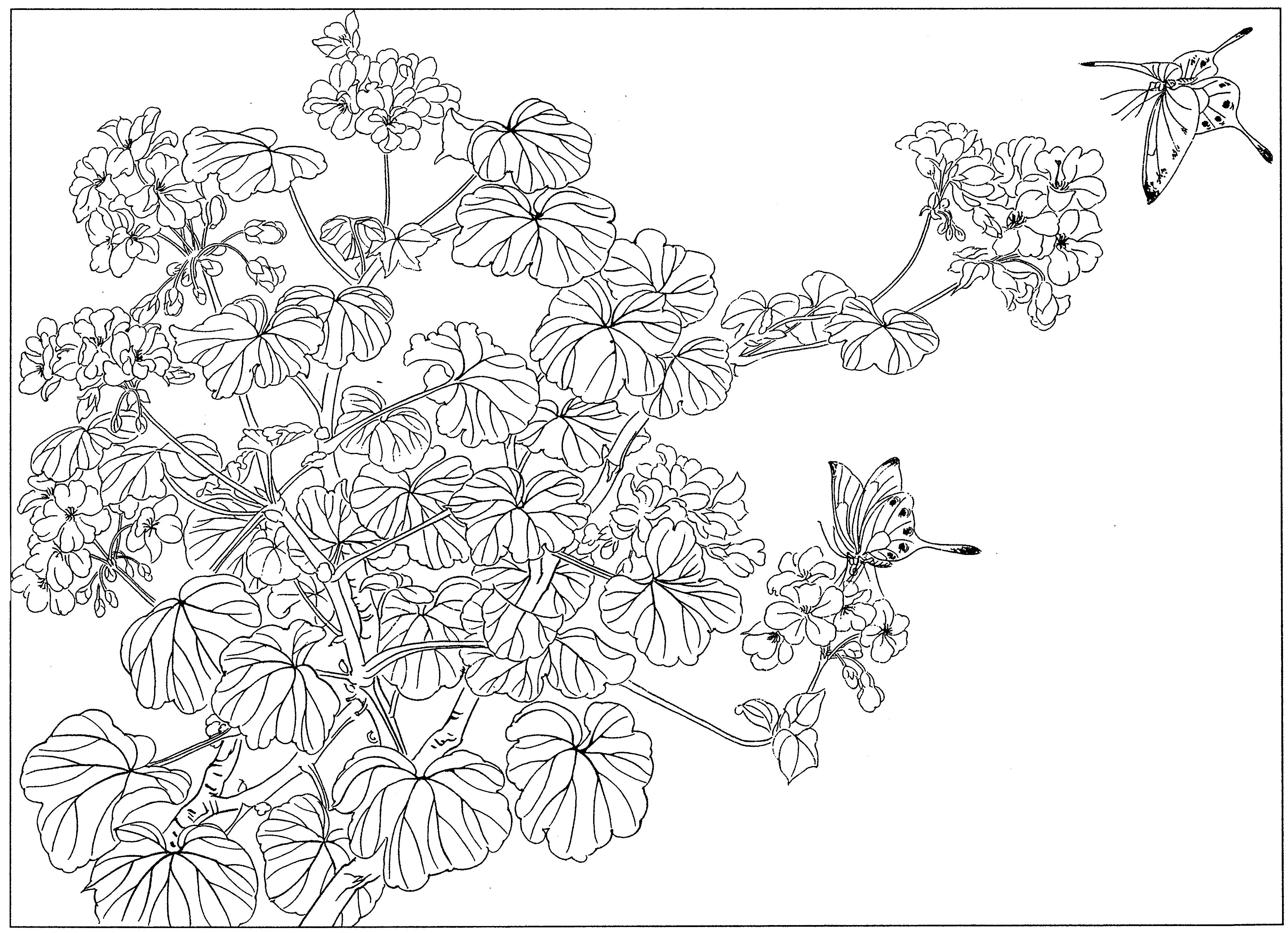 花鸟工笔四条屏白描高清大图,牡丹六尺横幅白描工笔花鸟底稿