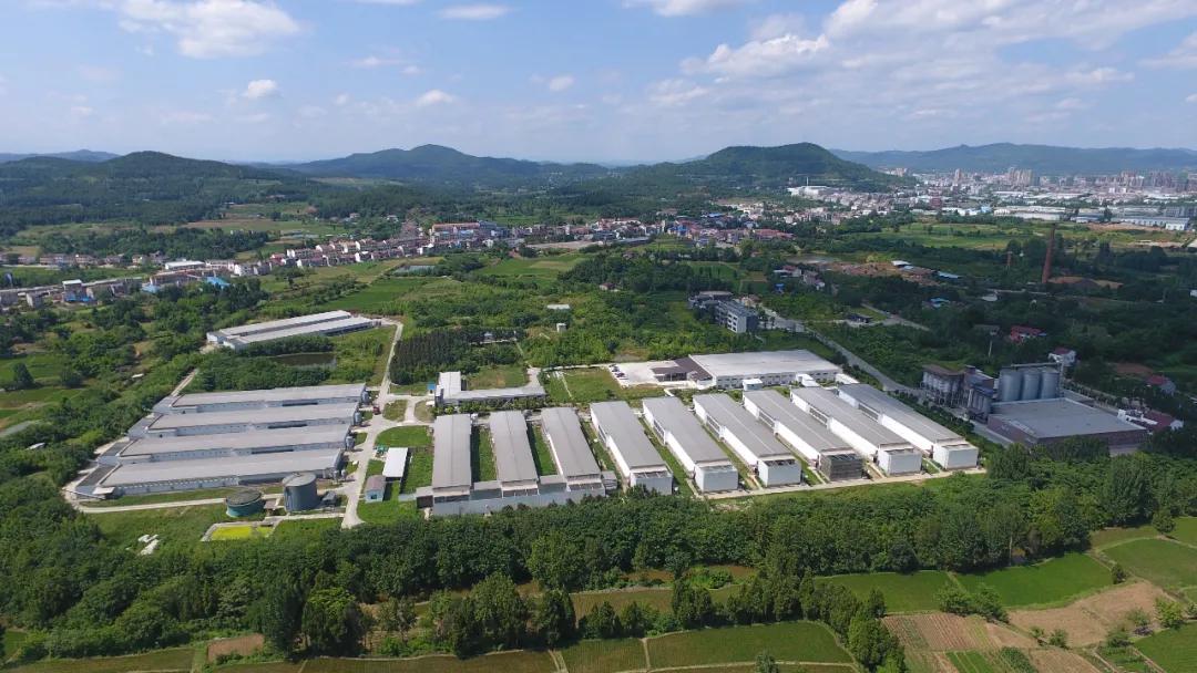 圣迪乐村鸡蛋10枚,圣迪乐村鸡蛋60枚价格