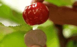 烟台樱桃季，烟台地区共产出22万吨，也就是440000000斤大樱桃