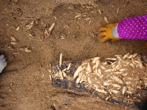 曾2千元一公斤，种植的也很贵，如今价格暴跌，网友：还吃不起