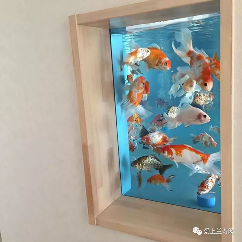 鱼缸五十种鱼,家庭鱼缸养什么鱼更容易存活